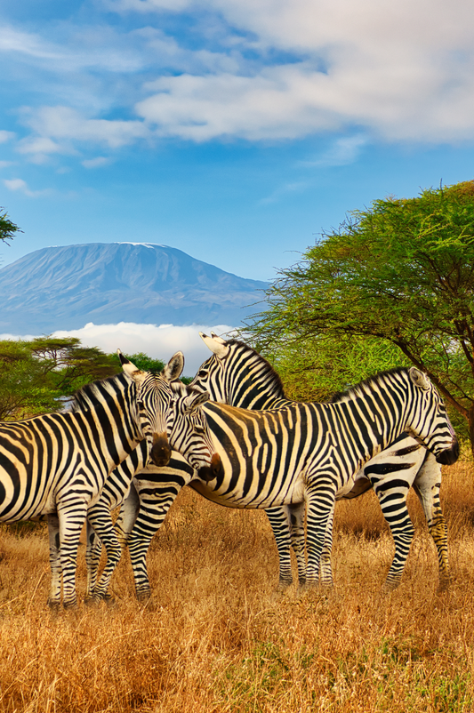 Top 5 Experiences in Kenya for the Eco-Conscious Luxury Traveller