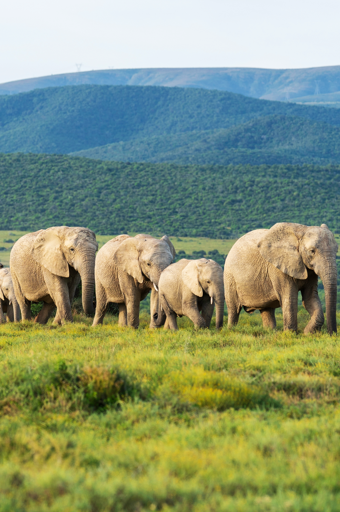 Where to see Elephants in Africa: Top 5 Safari Destinations