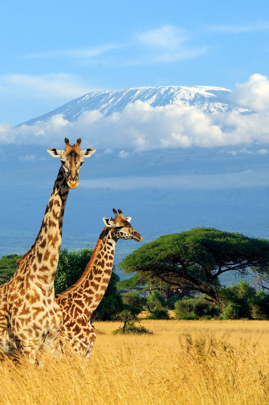 What Makes a Safari Truly Sustainable?