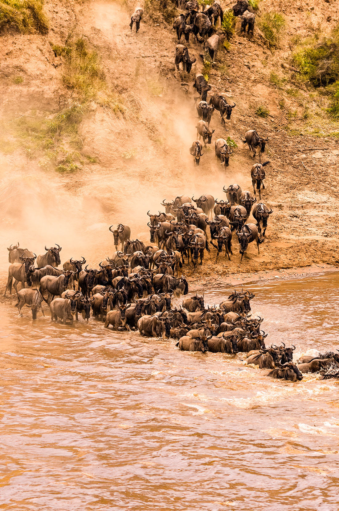 Why August - September is the best time to visit Masai Mara