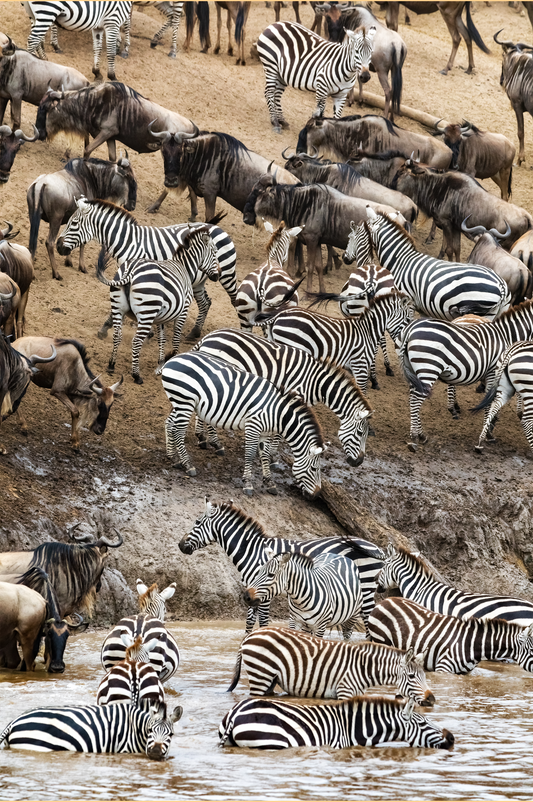 Masai Mara for Families in August: Wildlife Wonders Through Young Eyes