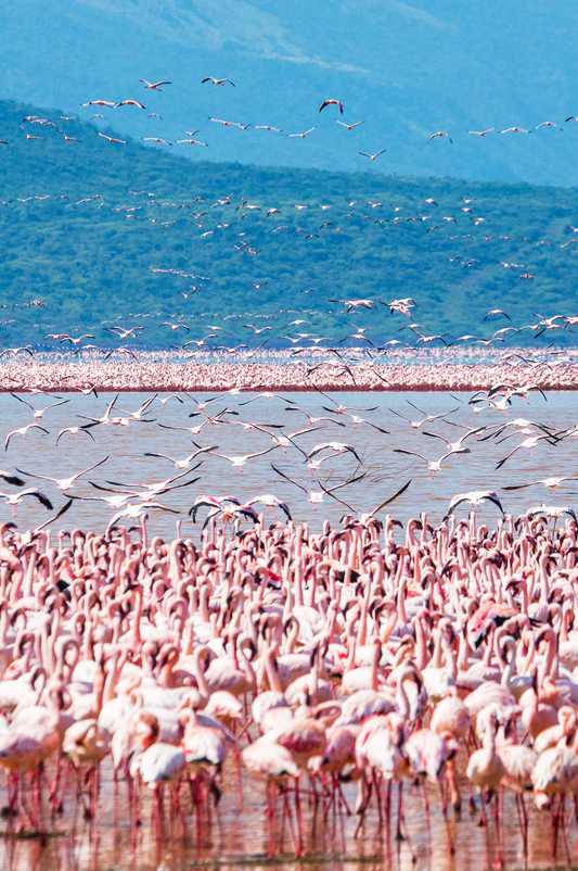 Why Flamingos Call Lake Nakuru Home: Nature’s Pink Spectacle
