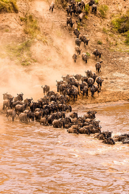 Why August - September is the best time to visit Masai Mara